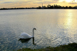 A swan swimming in the lake at dawn.