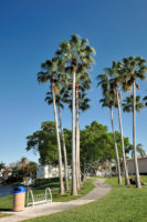 Washingtonia palms along the Peninsula Park walking path with the bike rack in the foreground.